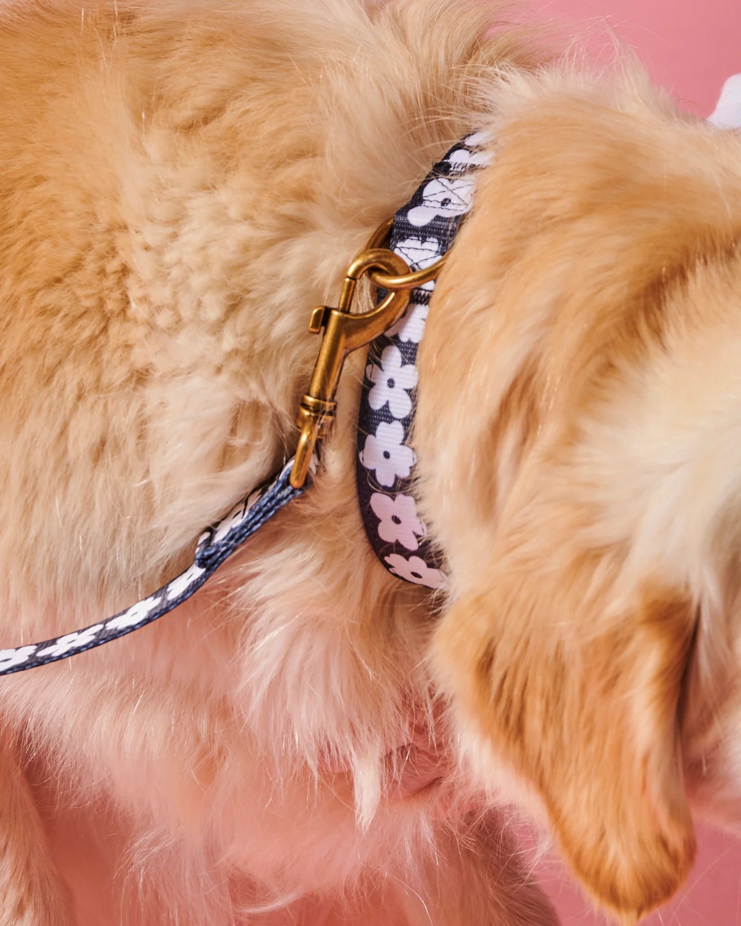 Kip & Co Flower Face Dog Collar X-Large