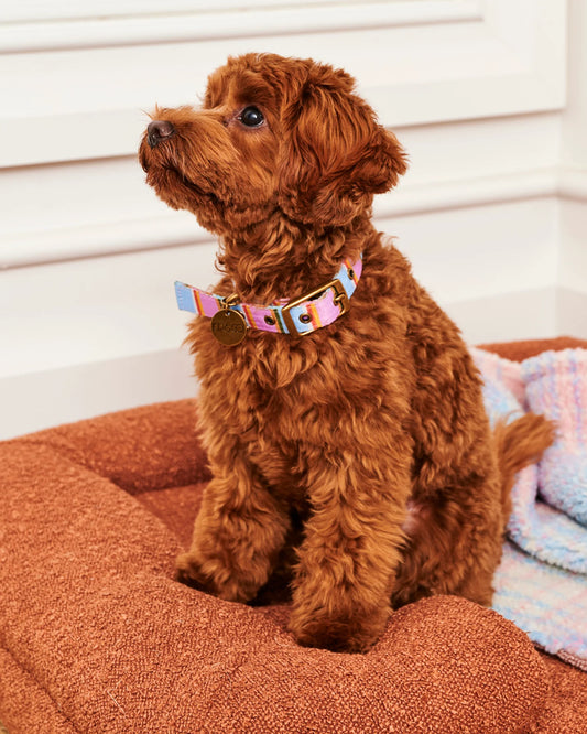 Kip & Co Fez Stripe Dog Collar Small